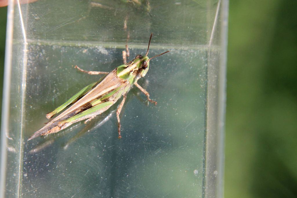 Aiolopus thalassinus?